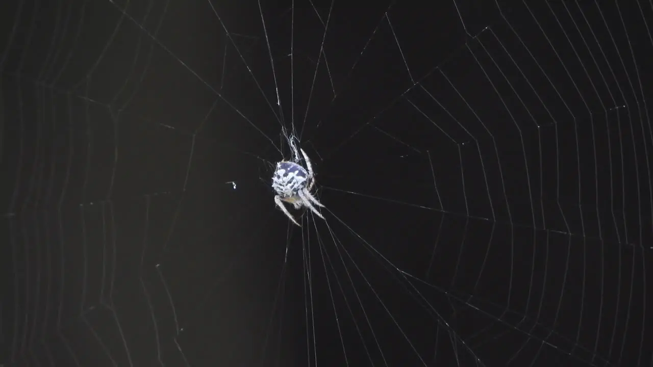 Spider making web white 