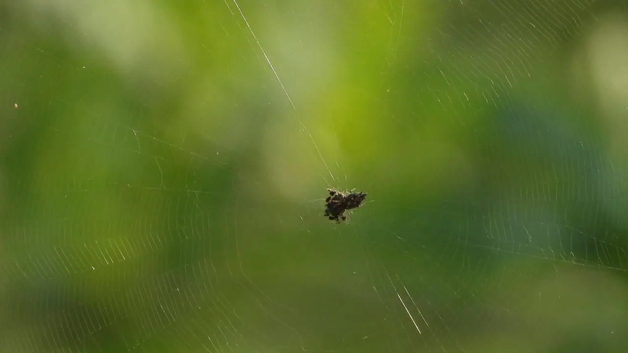 Spider making web eyes 