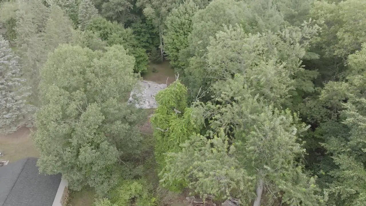 Hawk sitting below camera line