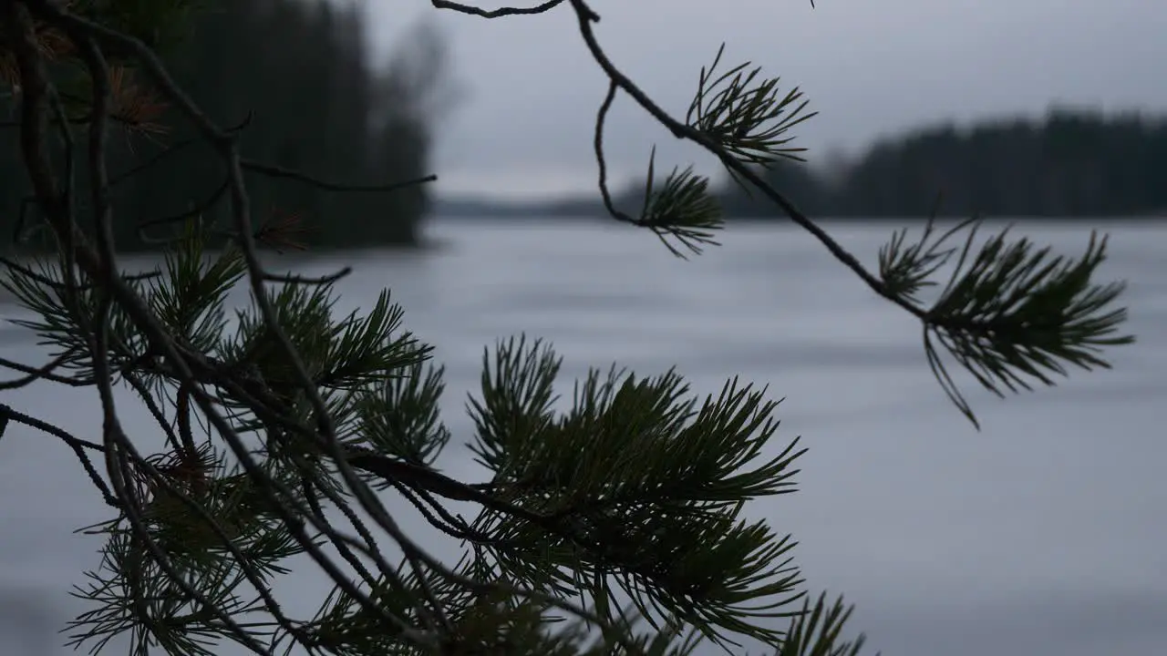 Rainy depressive weather pine branches on gray lake landscape sad loneliness background