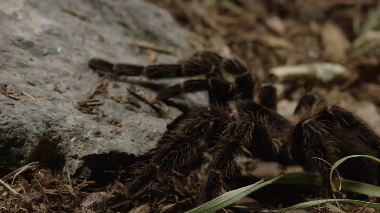 Tarantula spider perfectly still waits for insects to walk by on forest floor close up