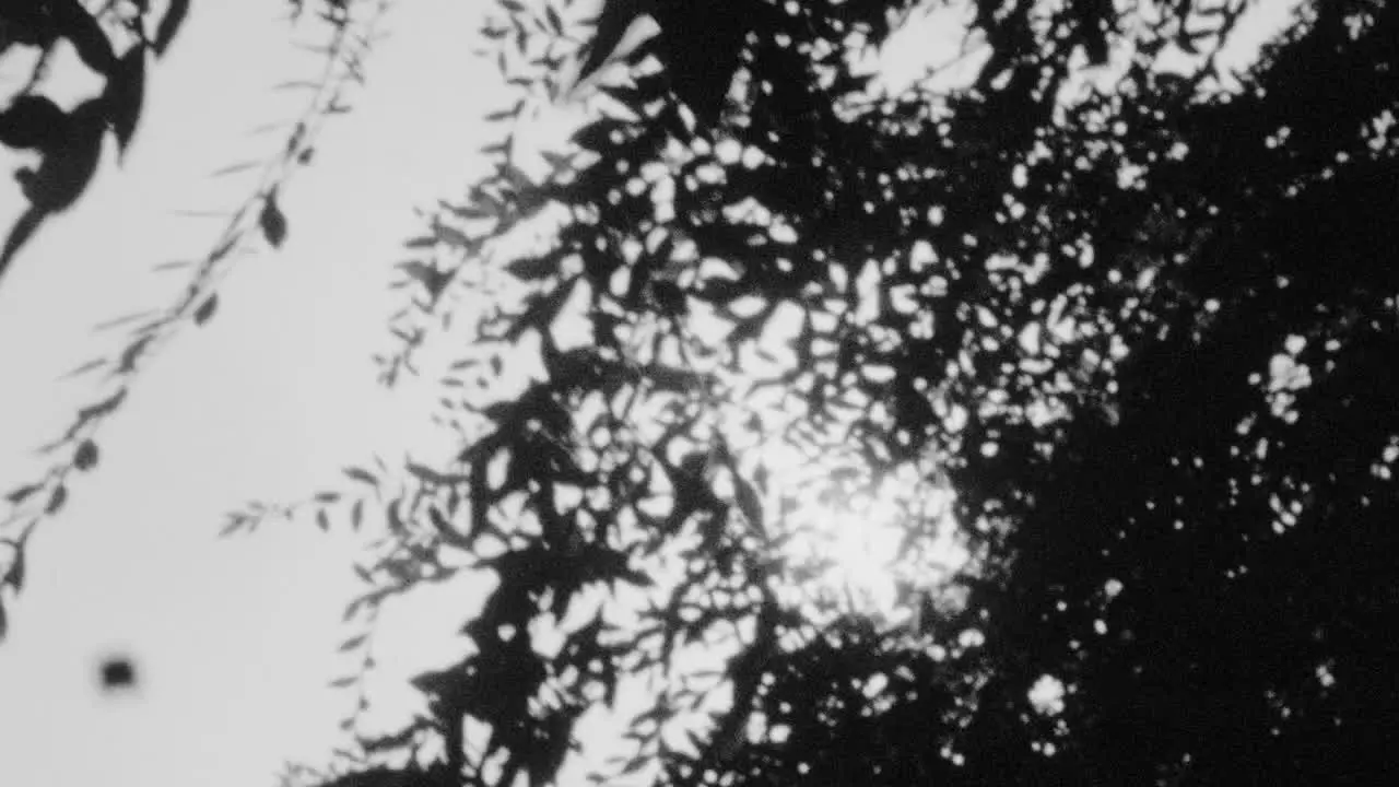 Sun flare through trees in 16mm black and white footage