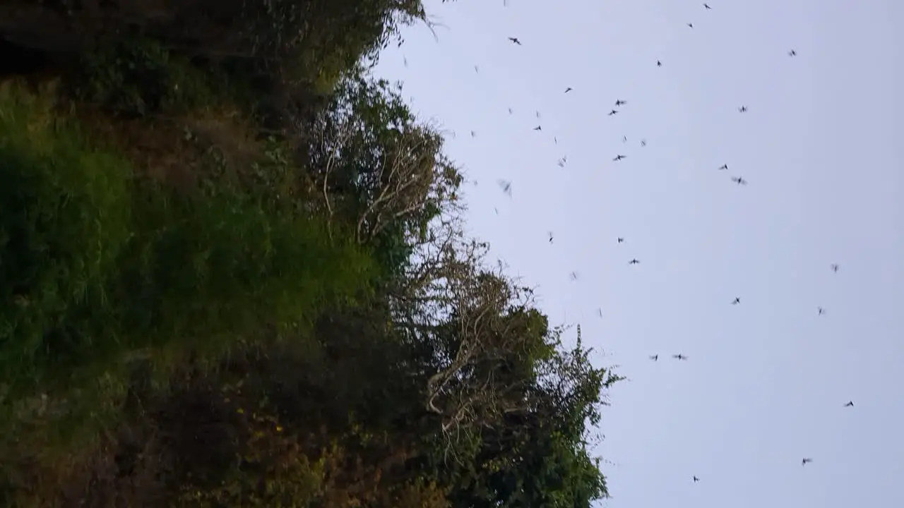 Thousands of bats fly among palm trees at Bangkang Cave Lombok Indonesia vertical