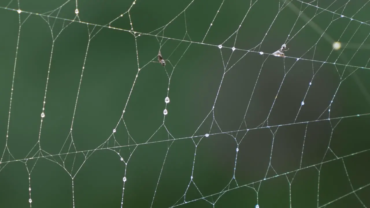 Close up Shot of Rain Drops on Spider Web After Storm