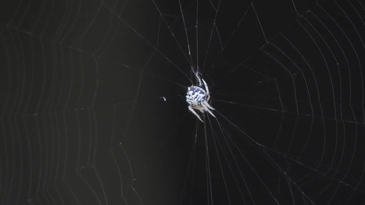 Spider making web in web 