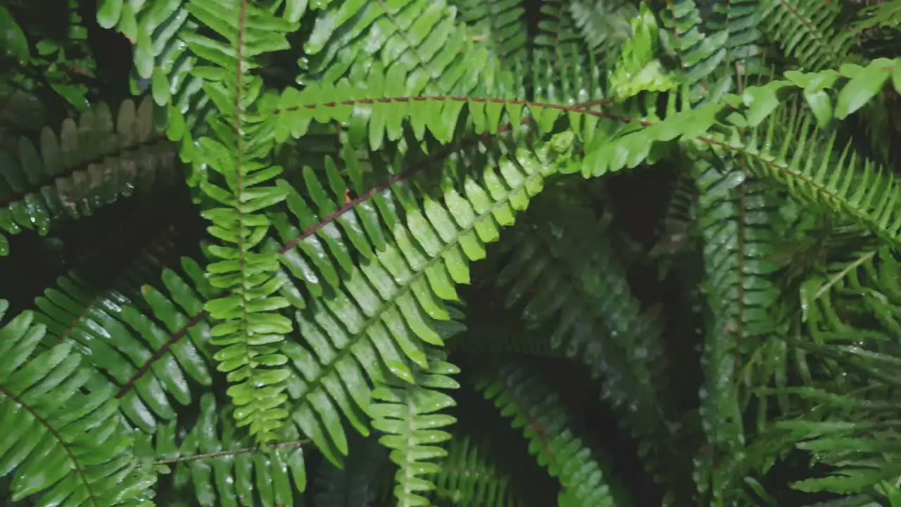 Beautiful big green healthy forest fern growing under shade transplanted in garden slow moving pan across the leaves