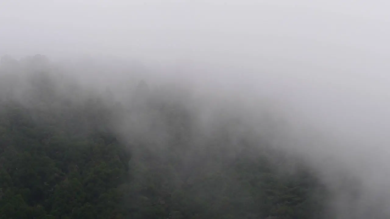 Heavy mist passing over trees in the mountains