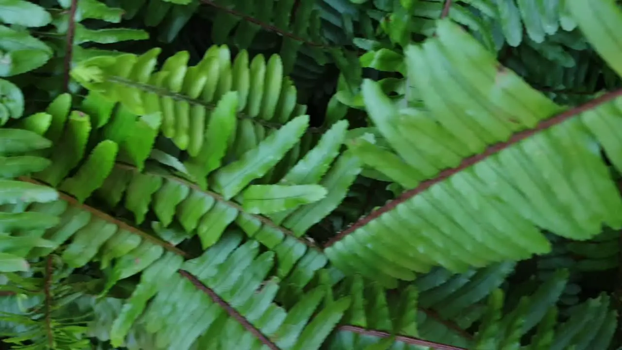 Beautiful big emerald green healthy forest ferns growing under shade slow moving pan across the fern leaves