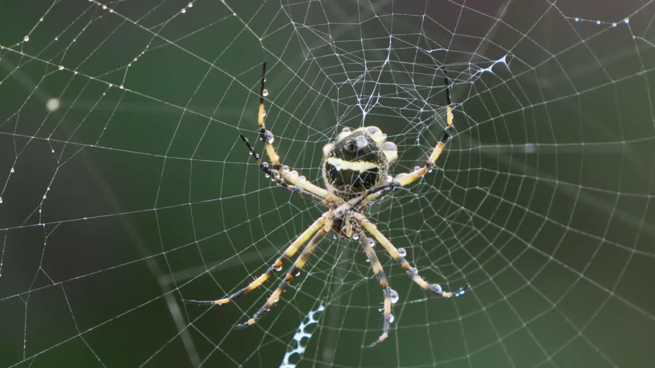 Wet Garden Spider After Rain Storm