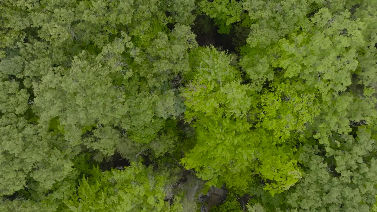 Small forest area from the Top Down