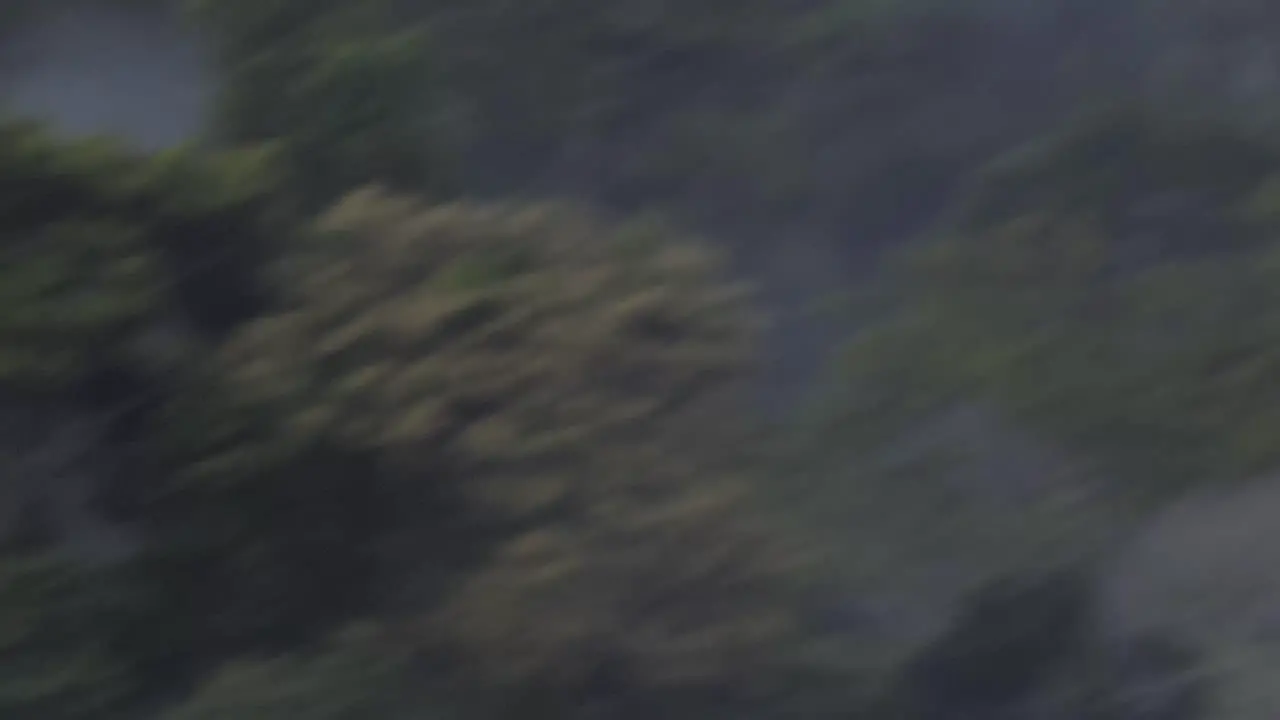 A large bat flies in the foreground of a tropical rainforest at dusk following shot