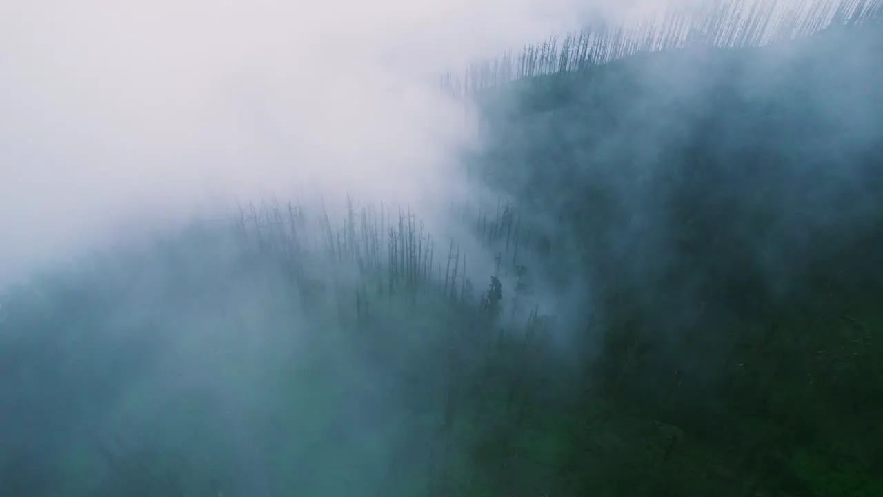 Foggy Dense forest landscape Nepal monsoon season