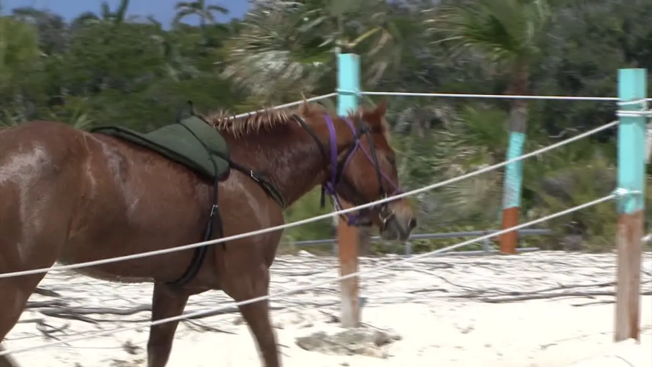 Horse on the beach of Half Moon Cay island Bahamas