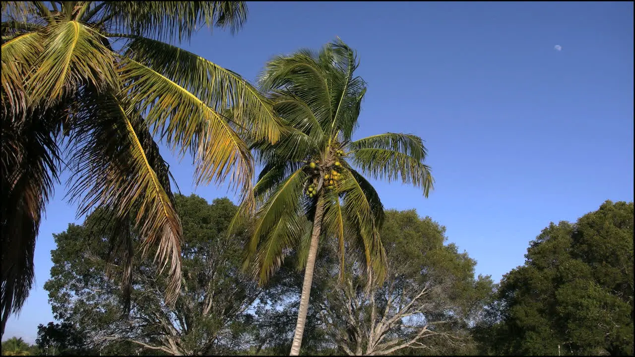 Florida Everglades Coconut Palm In Breeze