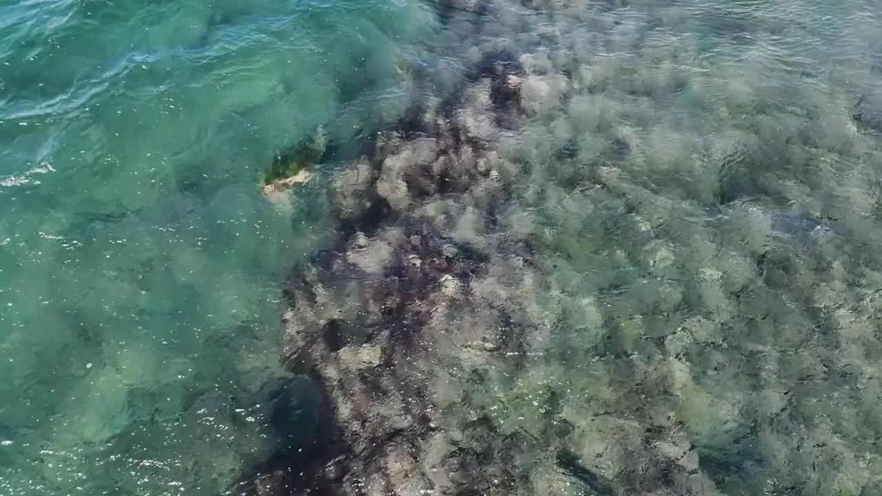 Hungry green sea turtle foraging for food along