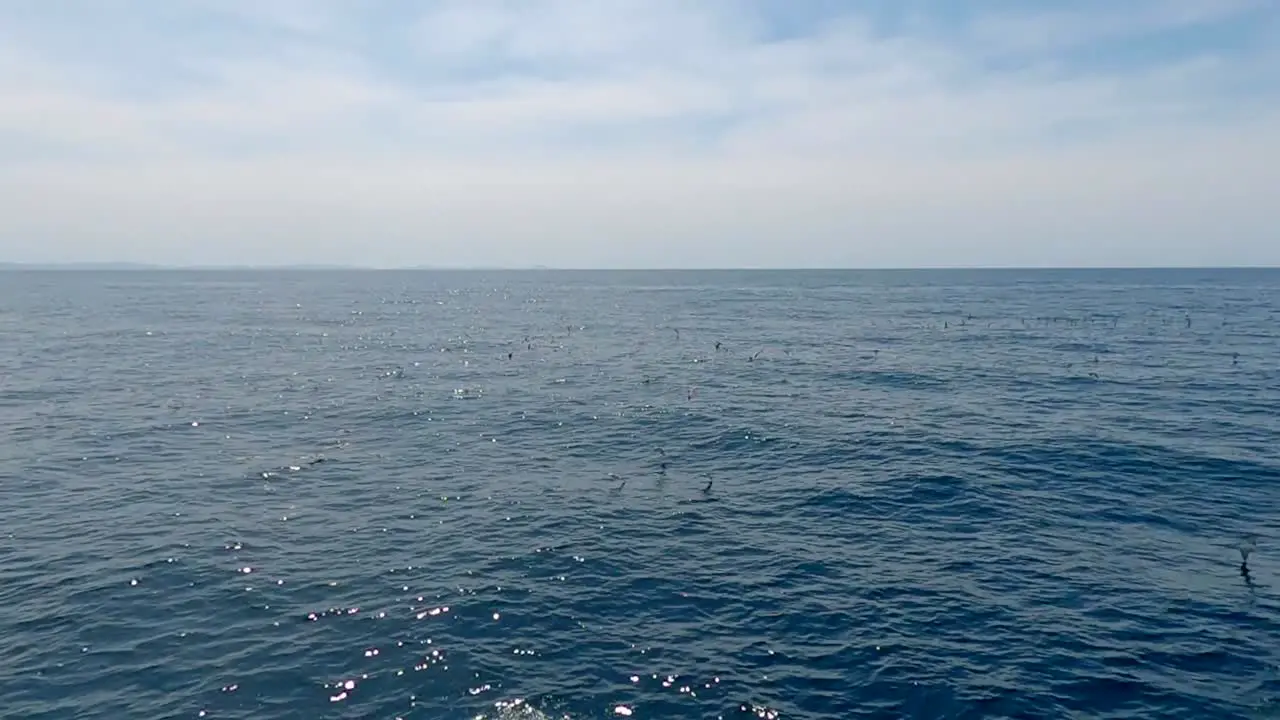 Flock of seaguls soaring over the ocean