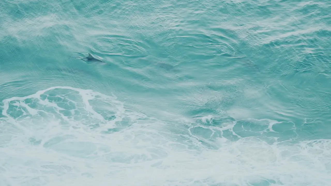 Dolphins having fun bird view slow motion