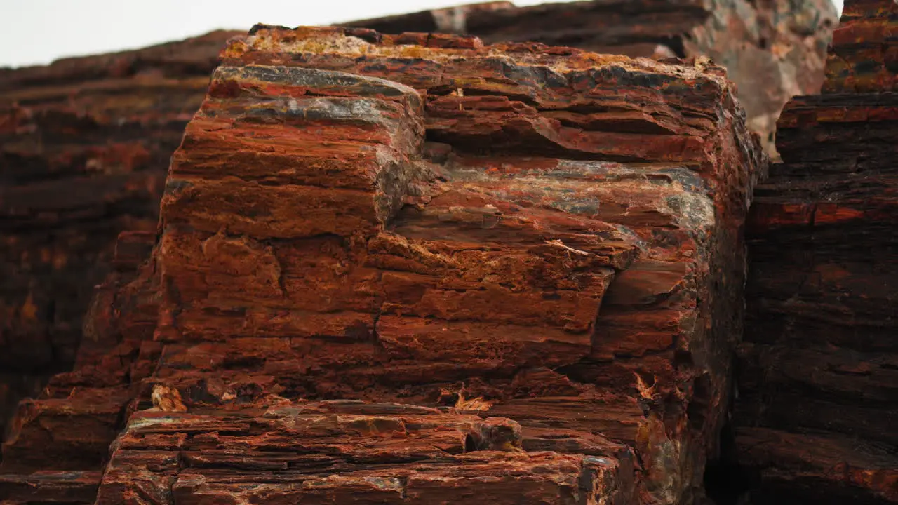 Rocky wood log at Petrified Forest National Park in Arizona Close up panning shot