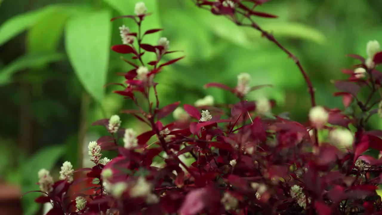 Fixed view and zoom out camera movement from an Alternanthera dentata rubra plant