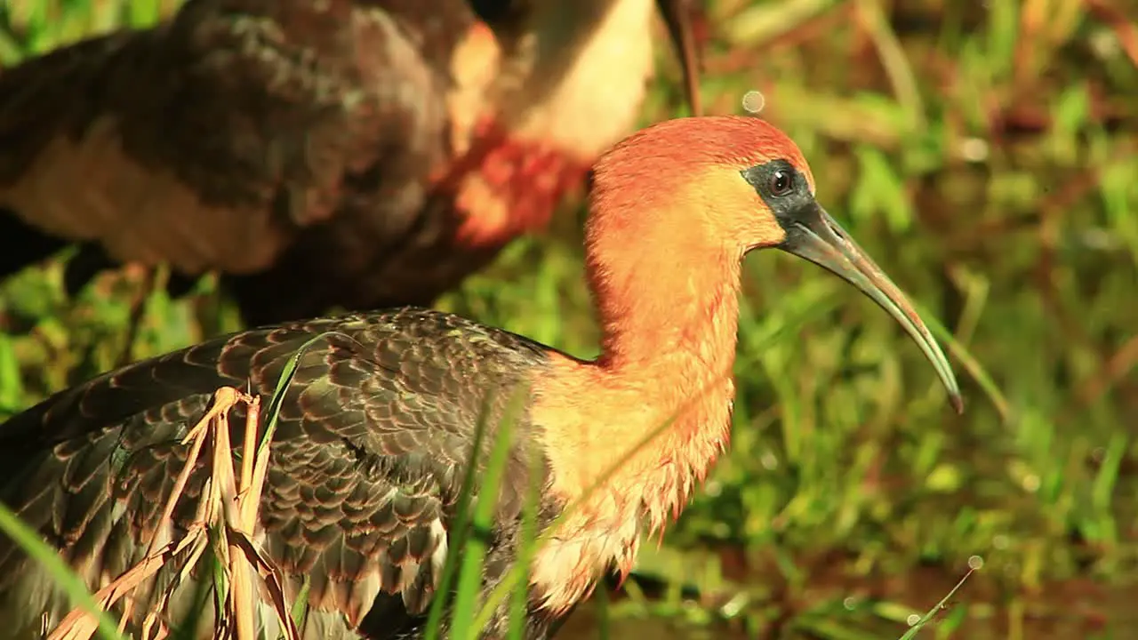 Sun kissed buff necked ibis ducking for food at cerrado region