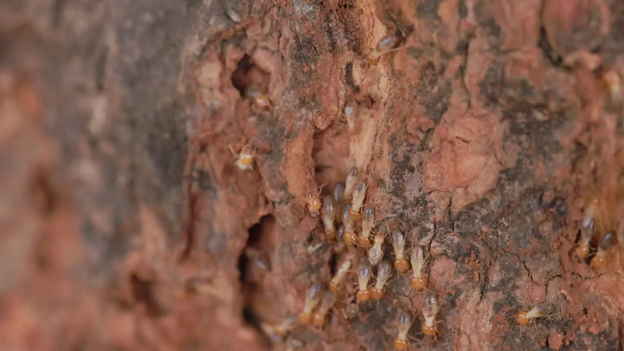 Termite workers Soldiers Moving on the Wooden Trunk wide carving their path out as they move with holes tunnels