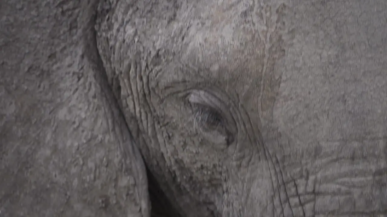 Closeup on an eye of an Adult African Elephant while it is grazing in Kruger National Park South Africa 4K