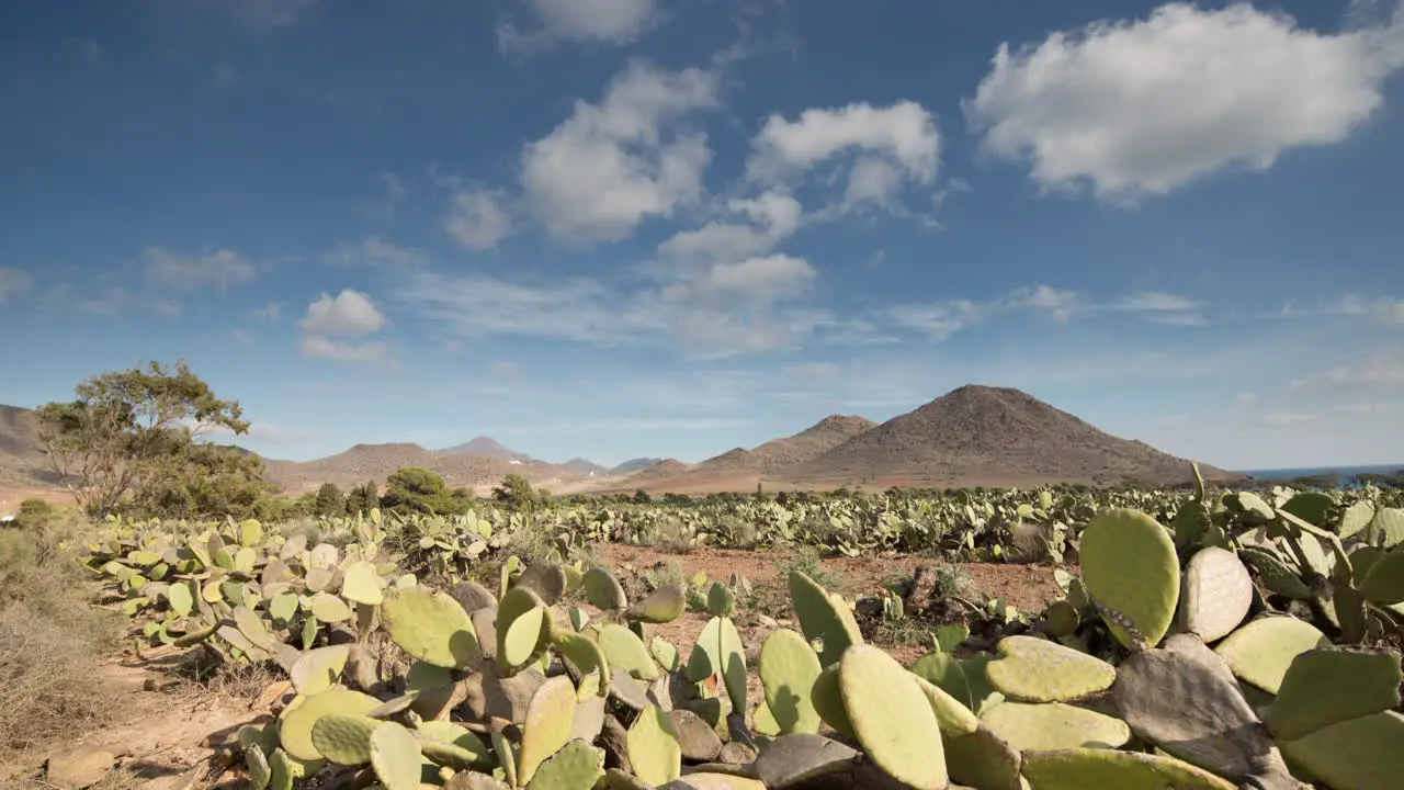 Cactus Timelapse 05