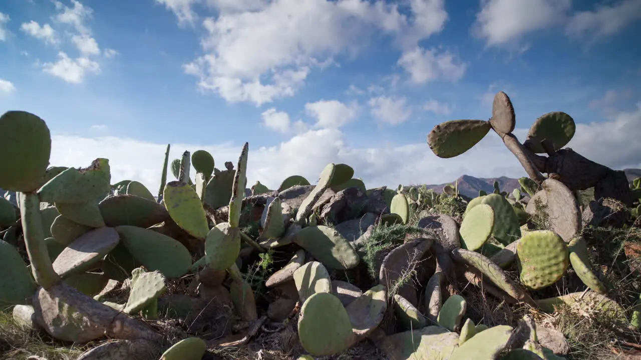 Cactus Timelapse 00