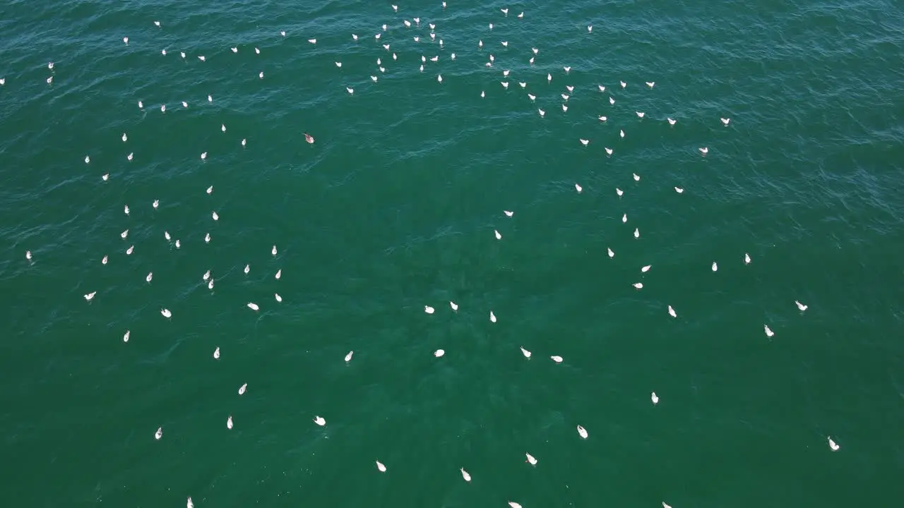 Group Of Seagulls Floating And Waiting To Catch Fish In The Deep Blue Sea