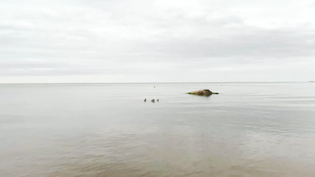 Freaking out marine aquatic birds with drone movement aerial