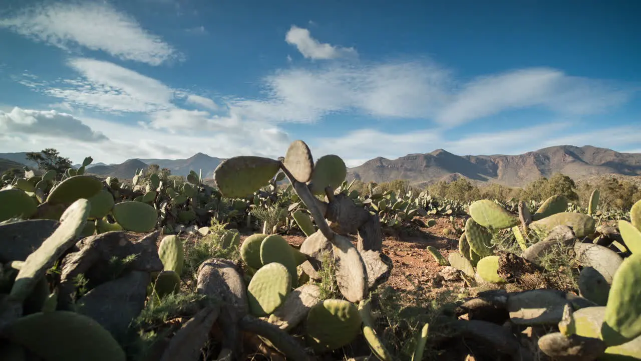 Cactus Timelapse 04