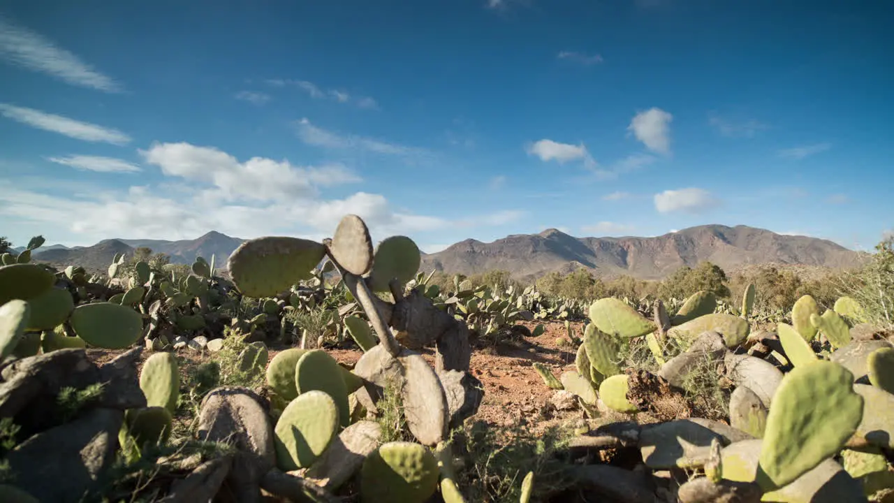 Cactus Timelapse 03