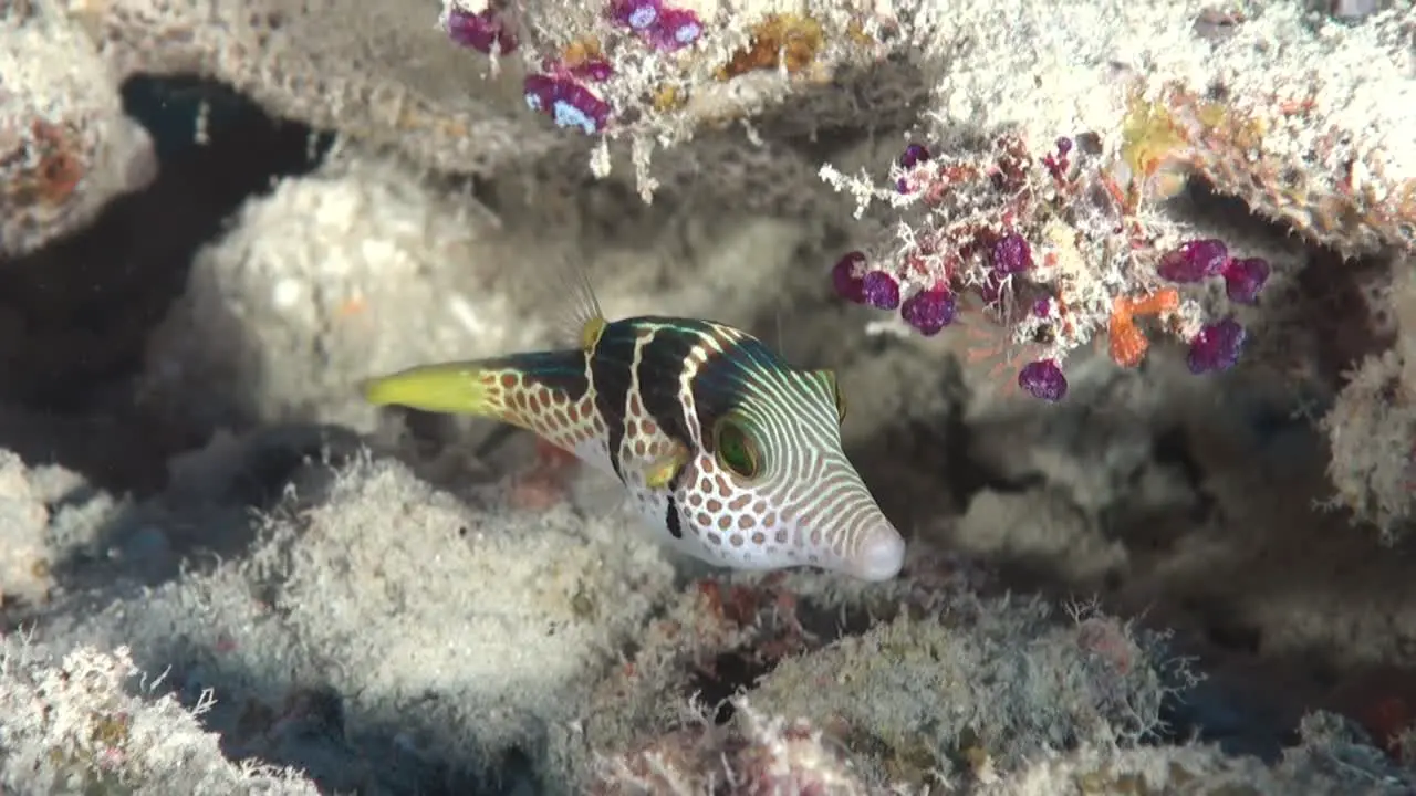 Black saddled Tobi fish swimming over coral reef