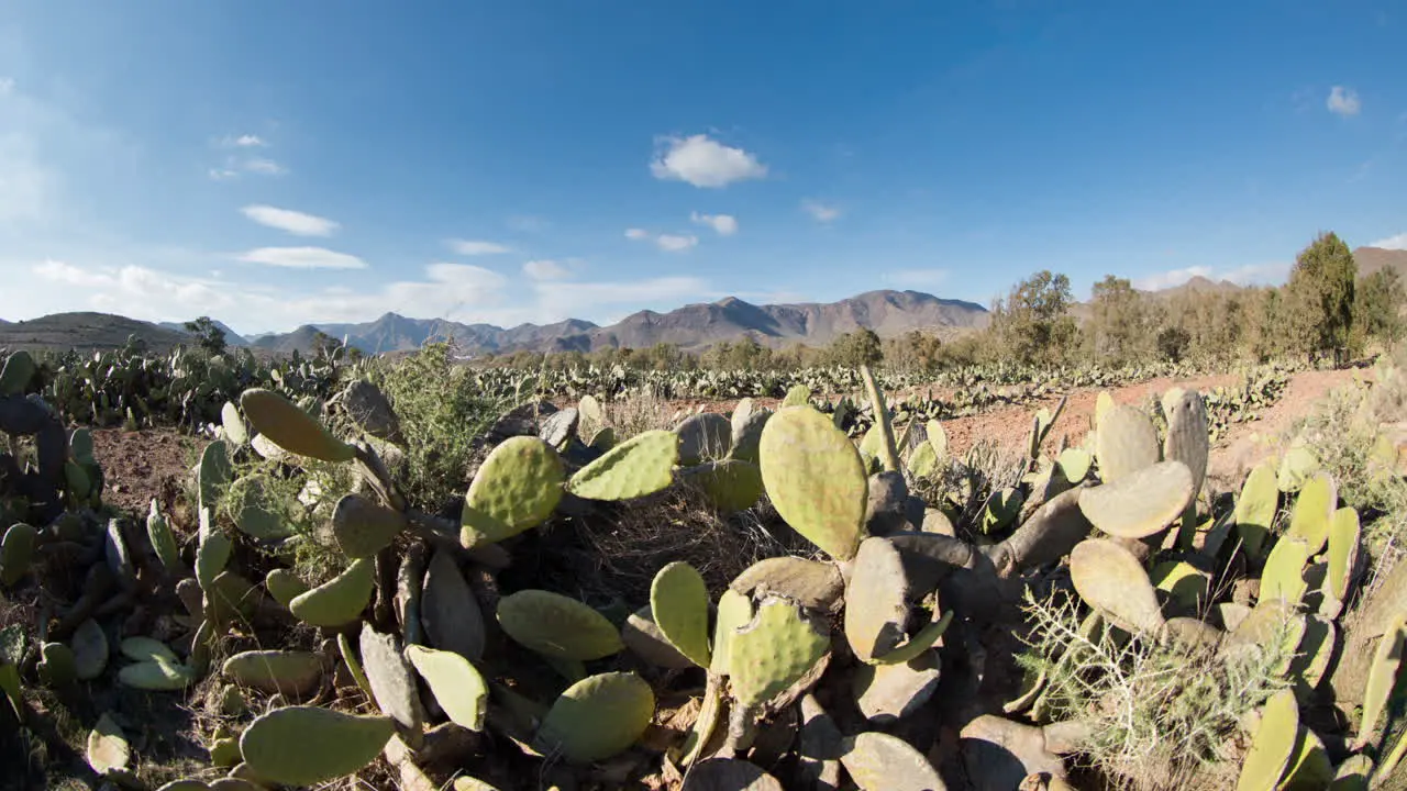 Cactus Timelapse 07