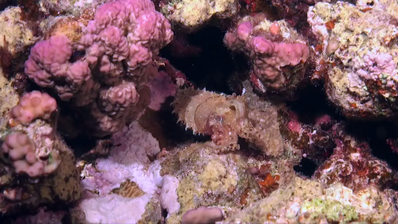 Reef Cuttlefish hiding in cave at night