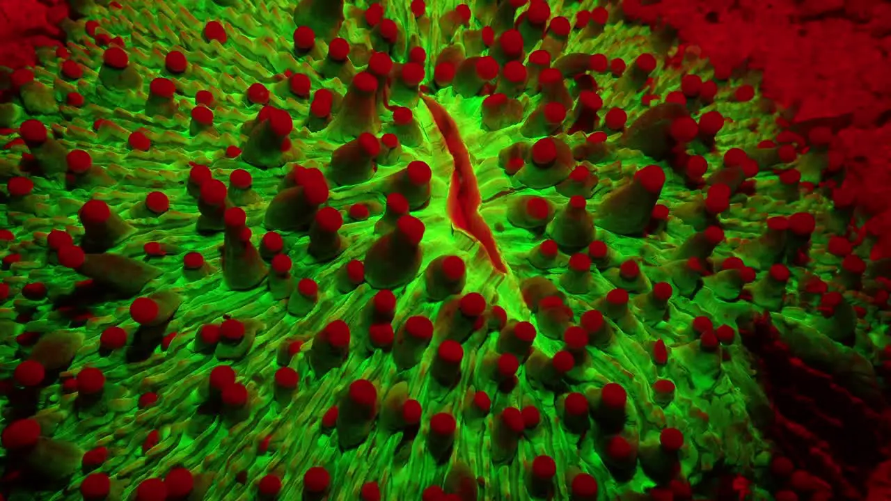 Fluorescent coral