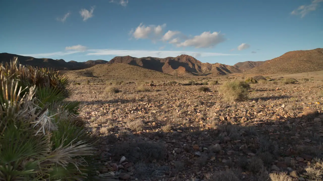 Cactus Timelapse 08