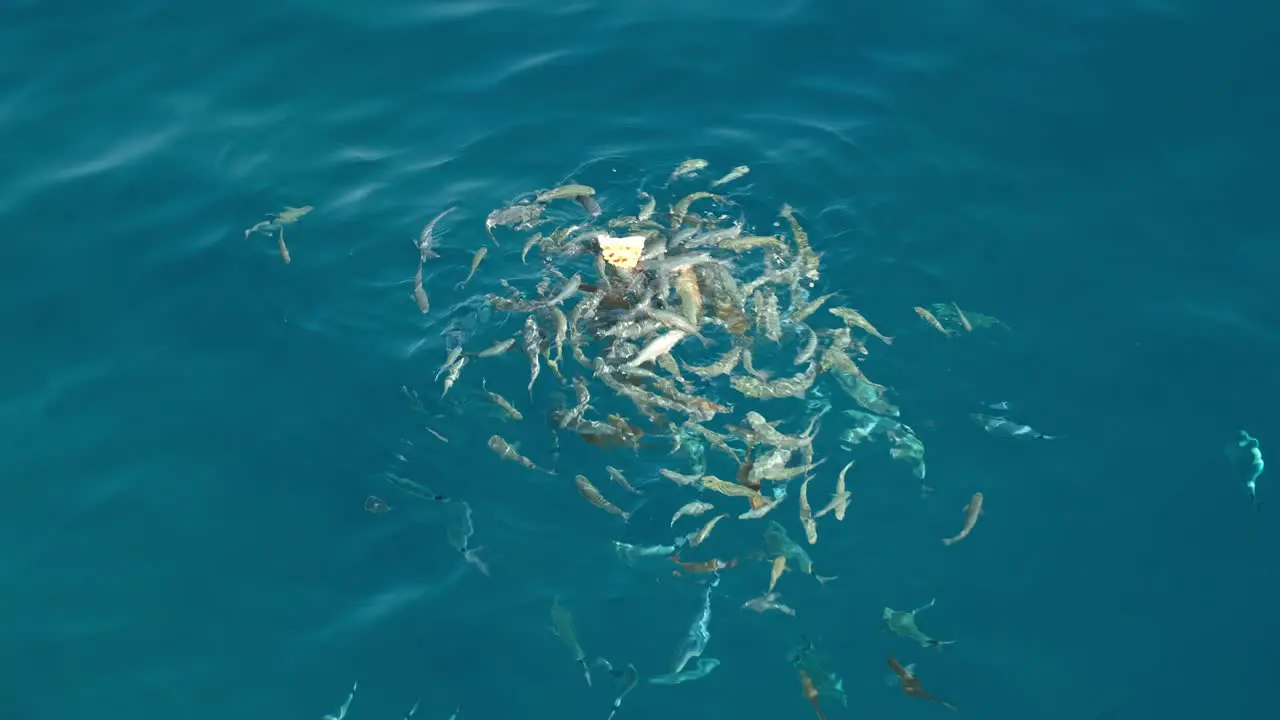 Herds of Wild Fish eating a Pizza Slice in Crystal Clear Blue Water off Croatia Slow Motion Footage