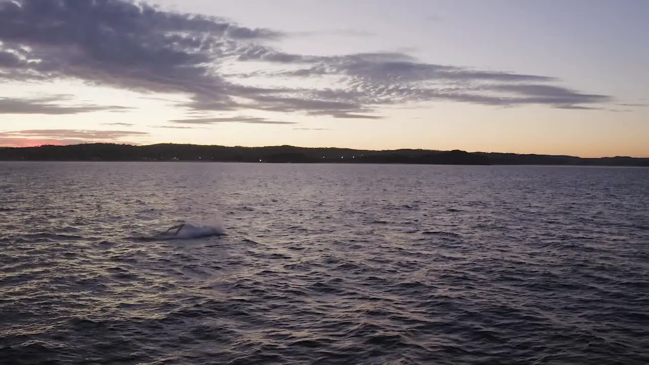 Aerial drone footage of Humpback Whale close up breaching off Sydney Northern Beaches Coastline during golden hour sunset during migration