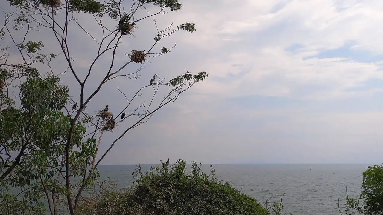 Tree full of Cormorant birds overlook Lake Kivu in DRC Congo Africa