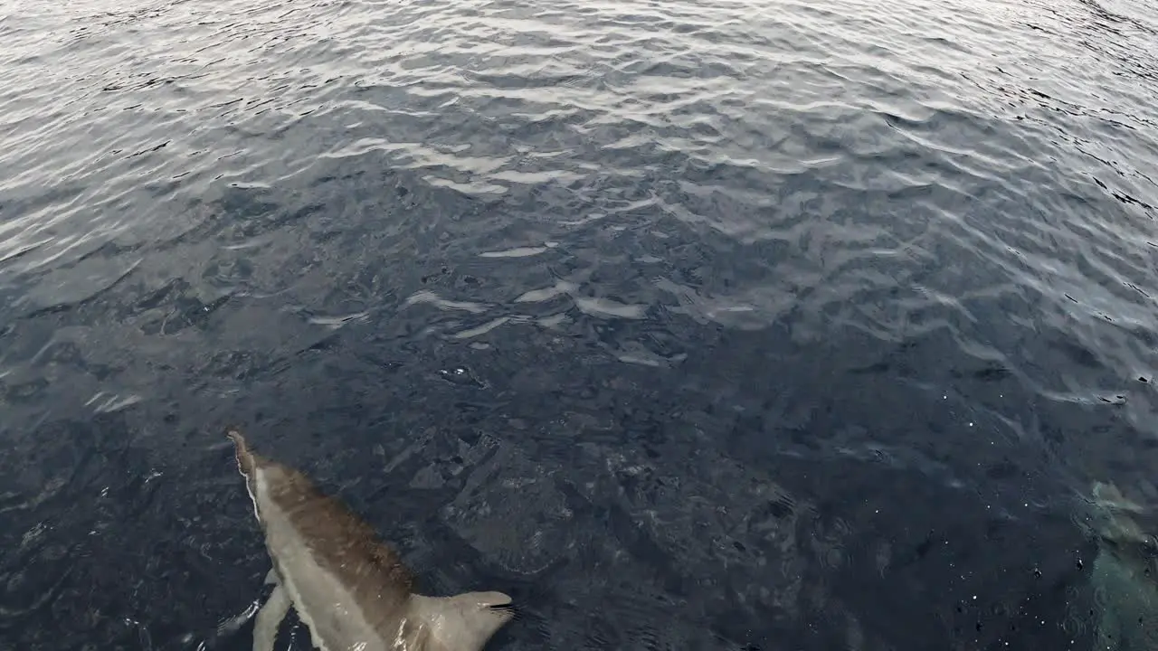 Spinner Dolphins Swimming front of boat Japan