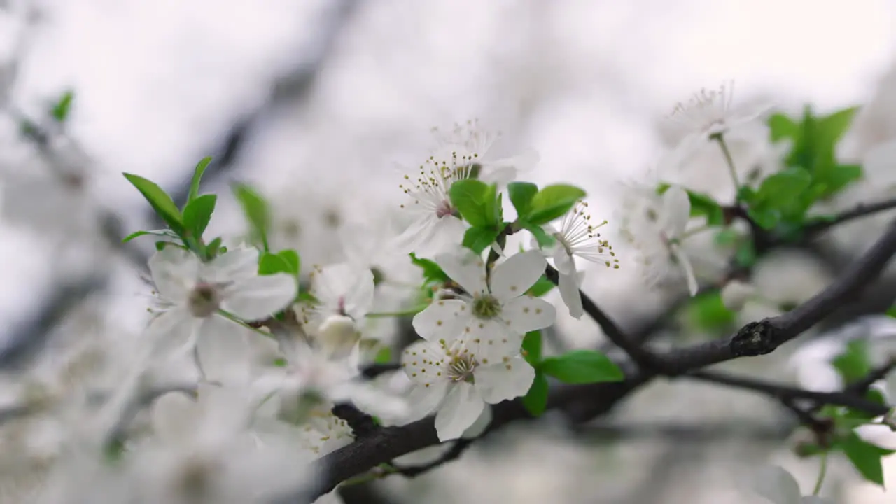 Macro De Flores De Sakura Flores De Primavera De Primer Plano Que Florecen En El Jardín Cerezo