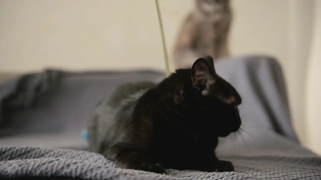 Verspielte Schwarze Katze Die Auf Einer Decke Liegt Und Versucht Schnürsenkel Zu Greifen Während Sie Auf Verschwommenem Hintergrund Sitzt Graue Katze Die Oben Auf Der Couch Sitzt