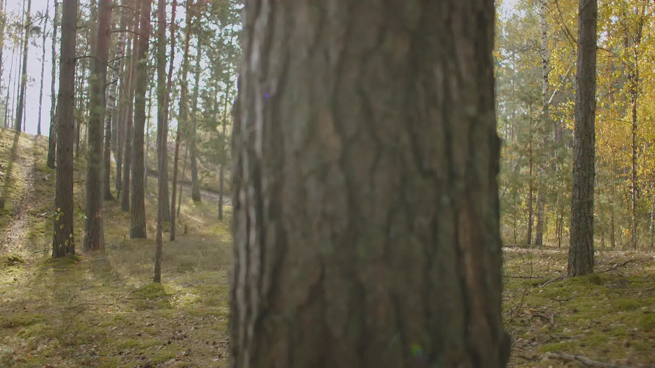 man is enjoying nature walking alone in sunny forest at autumn day backpacker is exploring area hiking and relaxing