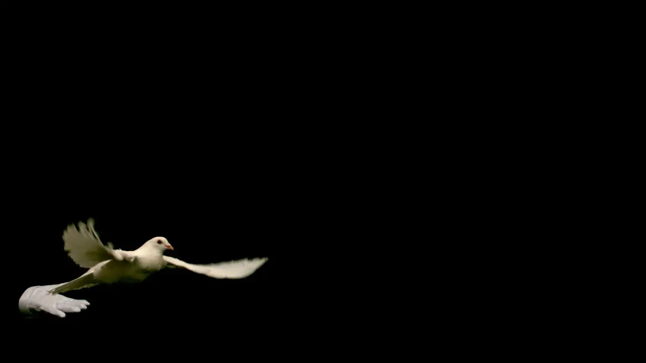 Hands freeing a white dove of peace on black background