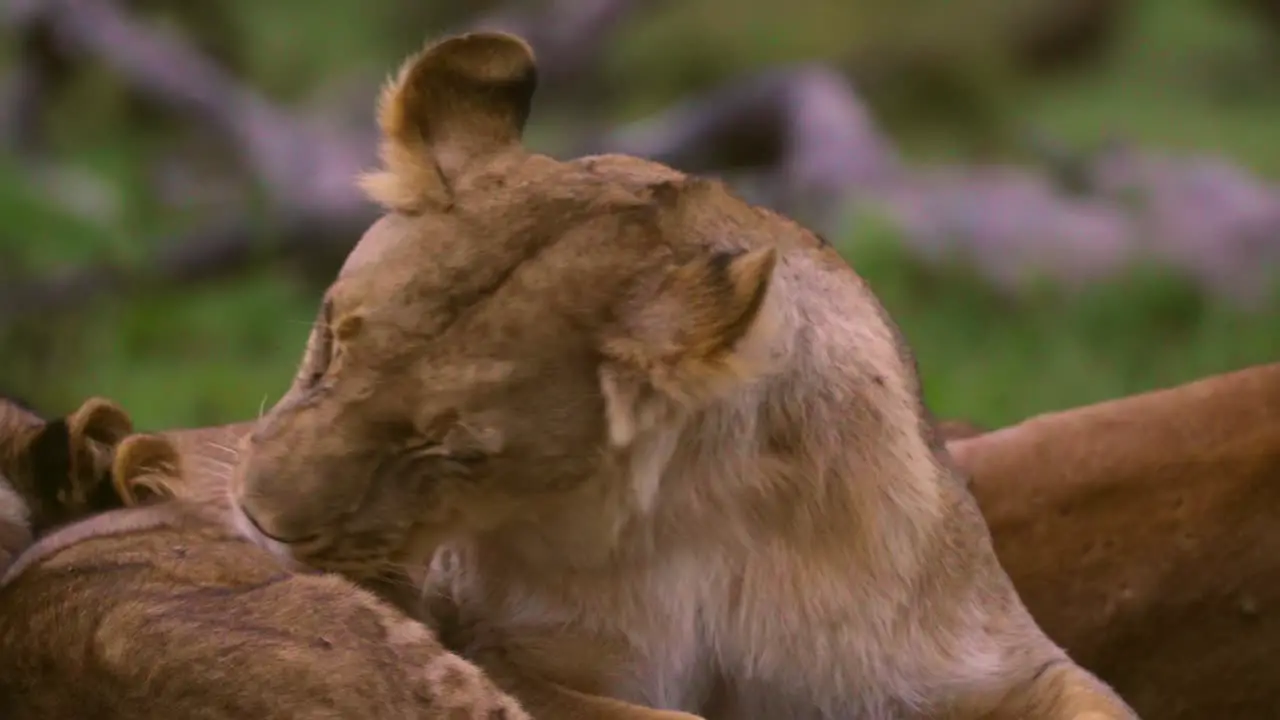 Lioness Grooming 01