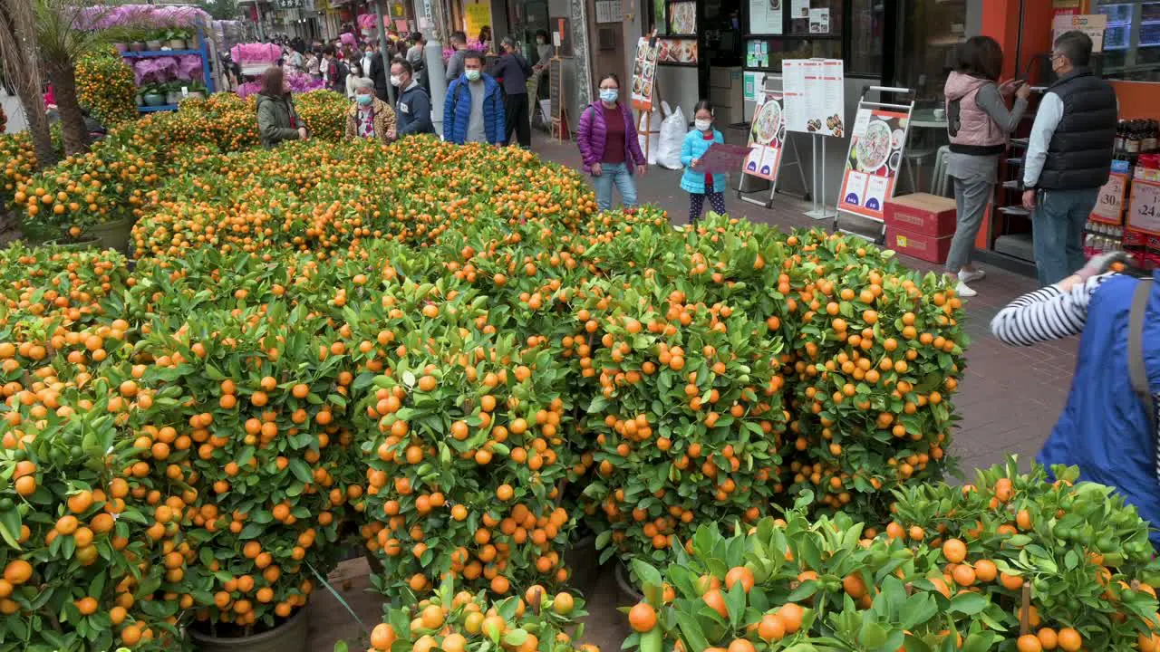 A street stall vendor arranges kumquat trees also known as tangerine trees for sale typical Chinese New Year in Hong Kong