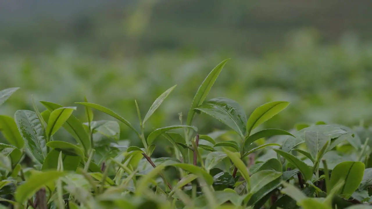 Rain drops fall on fresh green tea leaves on a mountain terrace in China