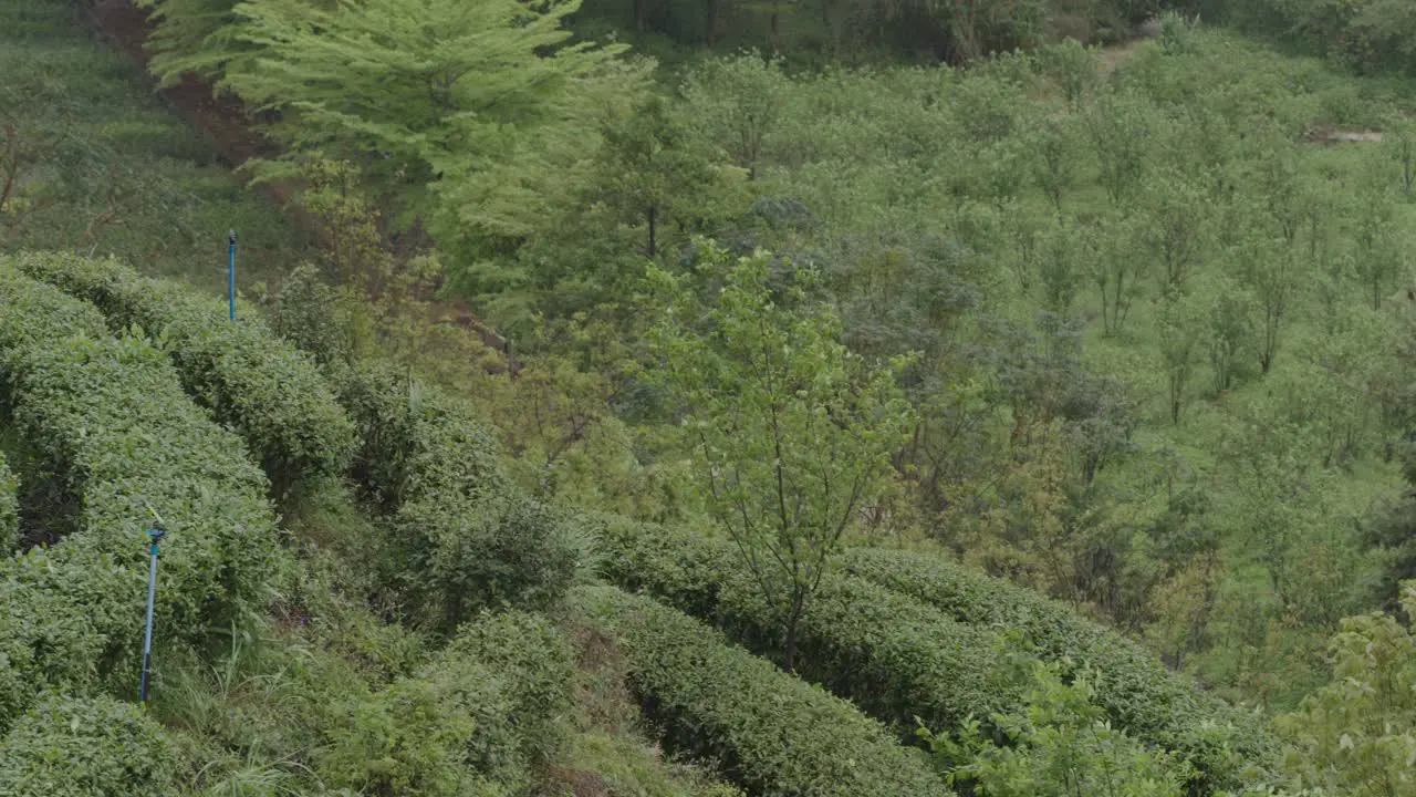 Chinese green tea terraces on mountain slope on a windy day