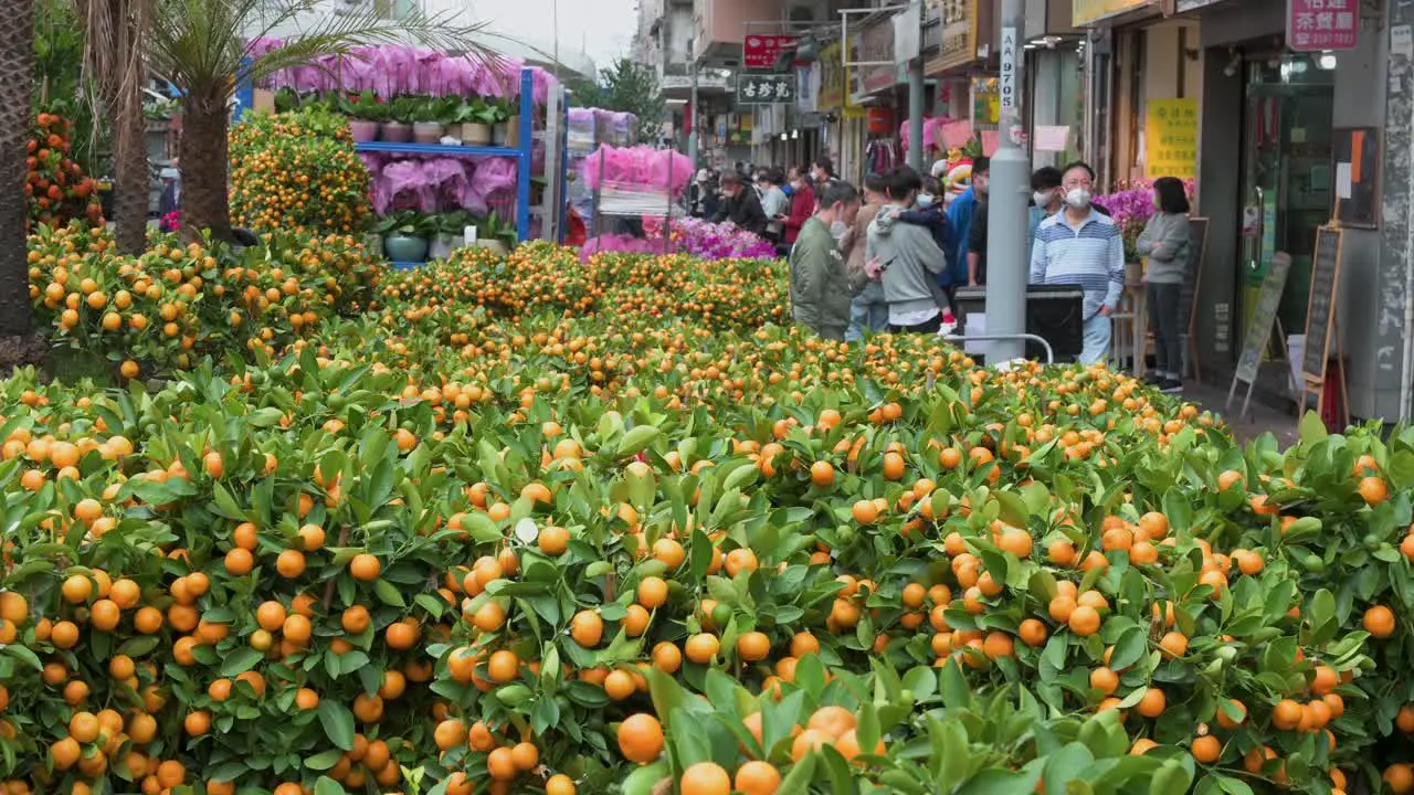 Chinese customers and pedestrians walk past a street market selling kumquat trees also known as tangerine trees a typical decorative ornament ahead of the Lunar Chinese New Year festivities